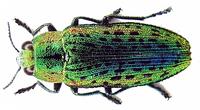 Ovalisia mirifica
