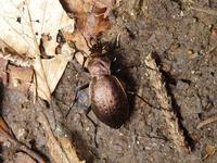 Carabus sylvestris