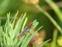 Oberea erythrocephala erythrocephala