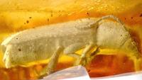 Nothorhina granulicollis