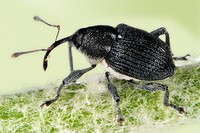 Archarius salicivorus