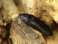 Ampedus scrofa