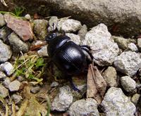 Geotrupes stercorarius