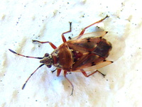 Kleidocerys resedae