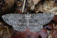 Hypomecis punctinalis - Pale Oak Beauty