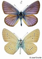 Polyommatus semiargus - Mazarine Blue