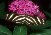 Heliconius charithonia - Zebra Longwing