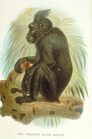 Crested black macaque (Macaca nigra)