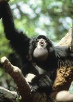 Siamang (Symphalangus syndactylus)