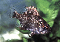 Ambloplites ariommus, Shadow bass: