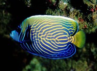 Pomacanthus imperator, Emperor angelfish: fisheries, aquarium