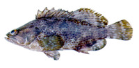 Alphestes afer, Mutton hamlet: fisheries, aquarium