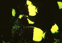 Chaetodon smithi, Smith's butterflyfish: