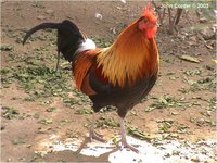 Red Junglefowl Gallus gallus