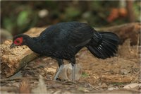 Malayan Crestless Fireback Lophura erythophthalma erythrophthalma