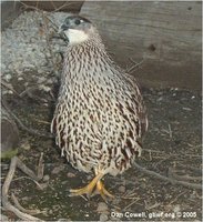 erckel's francolin Francolinus erckelii