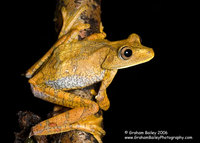 Map Tree Frog - Hyla geographica