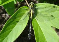 Ophiogomphus cecilia - Green Club-tailed Dragonfly