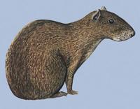 Image of: Dasyprocta punctata (Central American agouti)