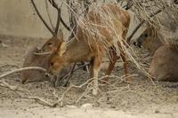 Image of: Hydropotes inermis (Chinese water deer)