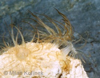 Aiptasia diaphana - Anemone diafana