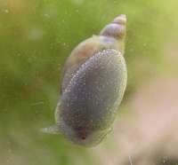 Pseudosuccinea columella - Mimic Lymnaea