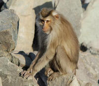 Image of: Macaca nemestrina (pigtail macaque)