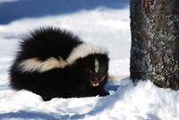 Image of: Mephitis mephitis (striped skunk)