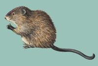 Image of: Ondatra zibethicus (muskrat)