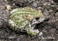 Bufo calamita - Natterjack Toad