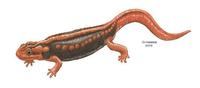 Image of: Tylototriton shanjing