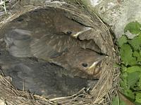 Turdus merula - Eurasian Blackbird