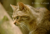 Felis silvestris - Wildcat
