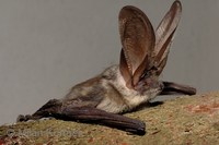 Plecotus austriacus - Grey Big-eared Bat