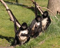 Ateles geoffroyi - Central American Spider Monkey