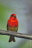 Image of: Piranga rubra (summer tanager)