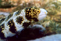 Echidna nebulosa - Bosch' Moray Eel