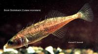 Image of: Culaea inconstans (brook stickleback)