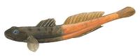Image of: Lentipes concolor (hiukole goby)