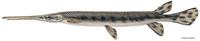 Image of: Lepisosteus osseus (longnose gar)