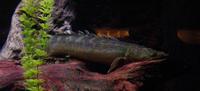 Image of: Polypterus retropinnis