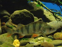 Perca fluviatilis - English Perch