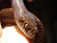 Lamprophis lineatus