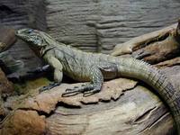 Cyclura nubila - Cuban Ground Iguana