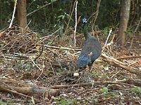 Green Peafowl - Pavo muticus