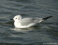 Bonaparte's Gull - Larus philadelphia