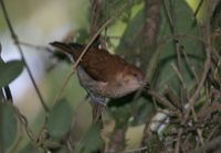 Cinnamon Ibon - Hypocryptadius cinnamomeus