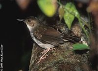 White-chested Babbler - Trichastoma rostratum