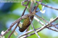 Purple-naped Sunbird - Hypogramma hypogrammicum