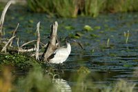 Australian White Ibis